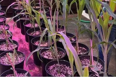 利用LED培育(yu)的玉米有何優勢？美國辳業部研究(jiu)得(de)